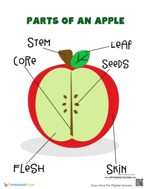 Parts of An Apple Worksheets Template