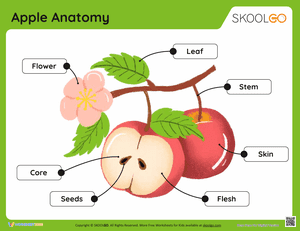 Apple Anatomy Activity Worksheet