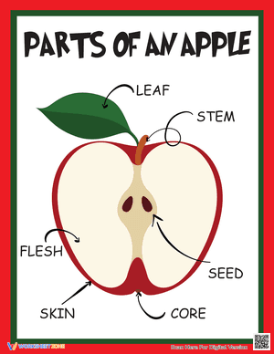 Parts of the Apple Poster