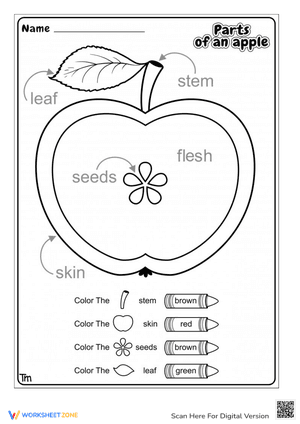 Parts of an Apple Worksheet