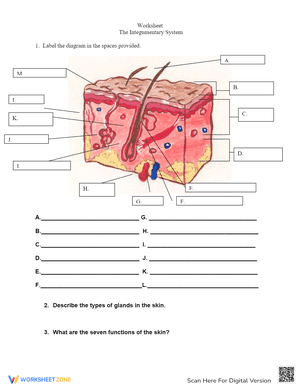 The Integumentary System 1