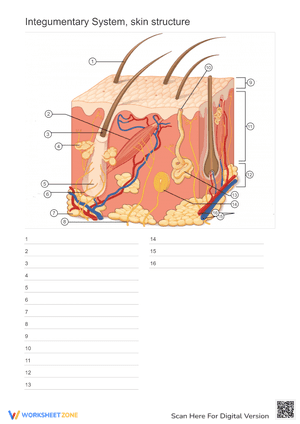 Integumentary System Skin Structure