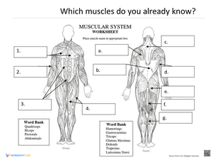 Muscular System Practice Worksheet