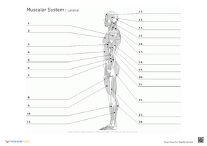 The Muscular System Diagram Worksheet