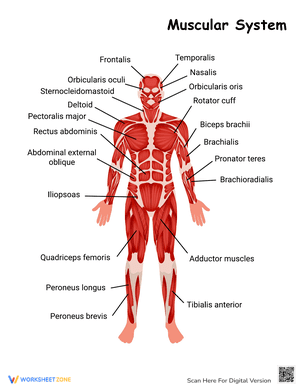 Muscular System Worksheet 2