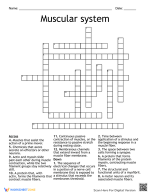 The Muscular System Crossword