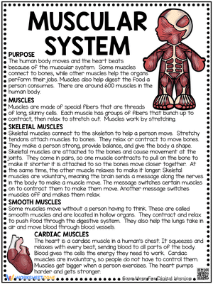 The Muscular System Reading Comprehension