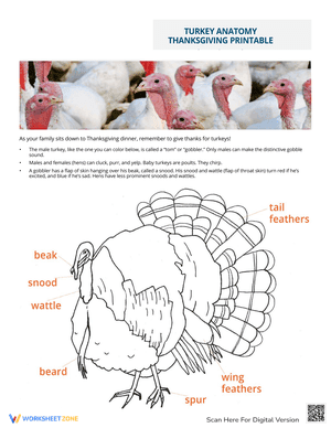 Turkey Anatomy Thanksgiving