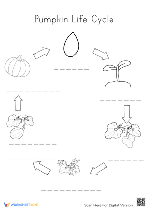 Learn about Pumpkin Life Cycle 2 - Exercise
