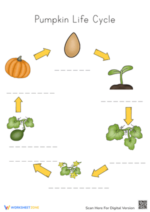 Learn about Pumpkin Life Cycle 1 - Exercise