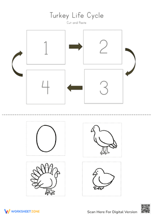 Turkey Life Cycle - Cut and Paste Activity 2