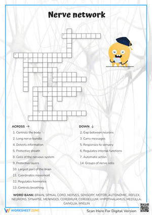 Nerve Network Crossword Puzzle