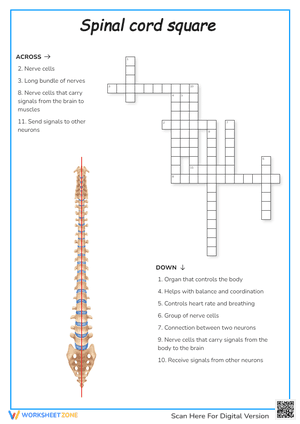 Spinal Cord Square Crossword Puzzle