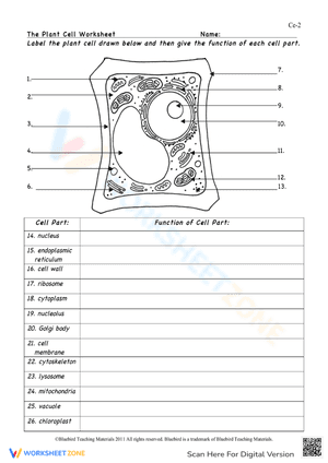 The Plant Cell Worksheet