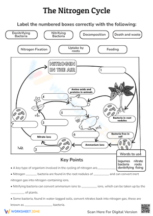 The Nitrogen Cycle Worksheets