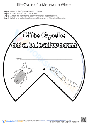 Life Cycle of a Mealworm Wheel