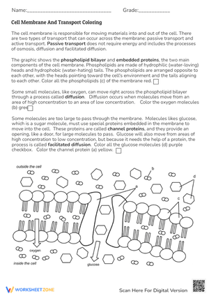 Cell Membrane And Transport Coloring Worksheets